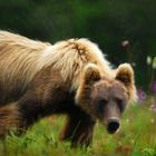 kamchatka russian bear