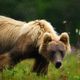 kamchatka russian bear