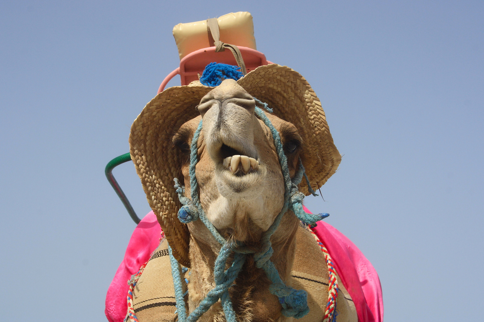 Kamel am Strand von Midoun (Insel Djerba, Tunesien)