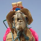 Kamel am Strand von Midoun (Insel Djerba, Tunesien)