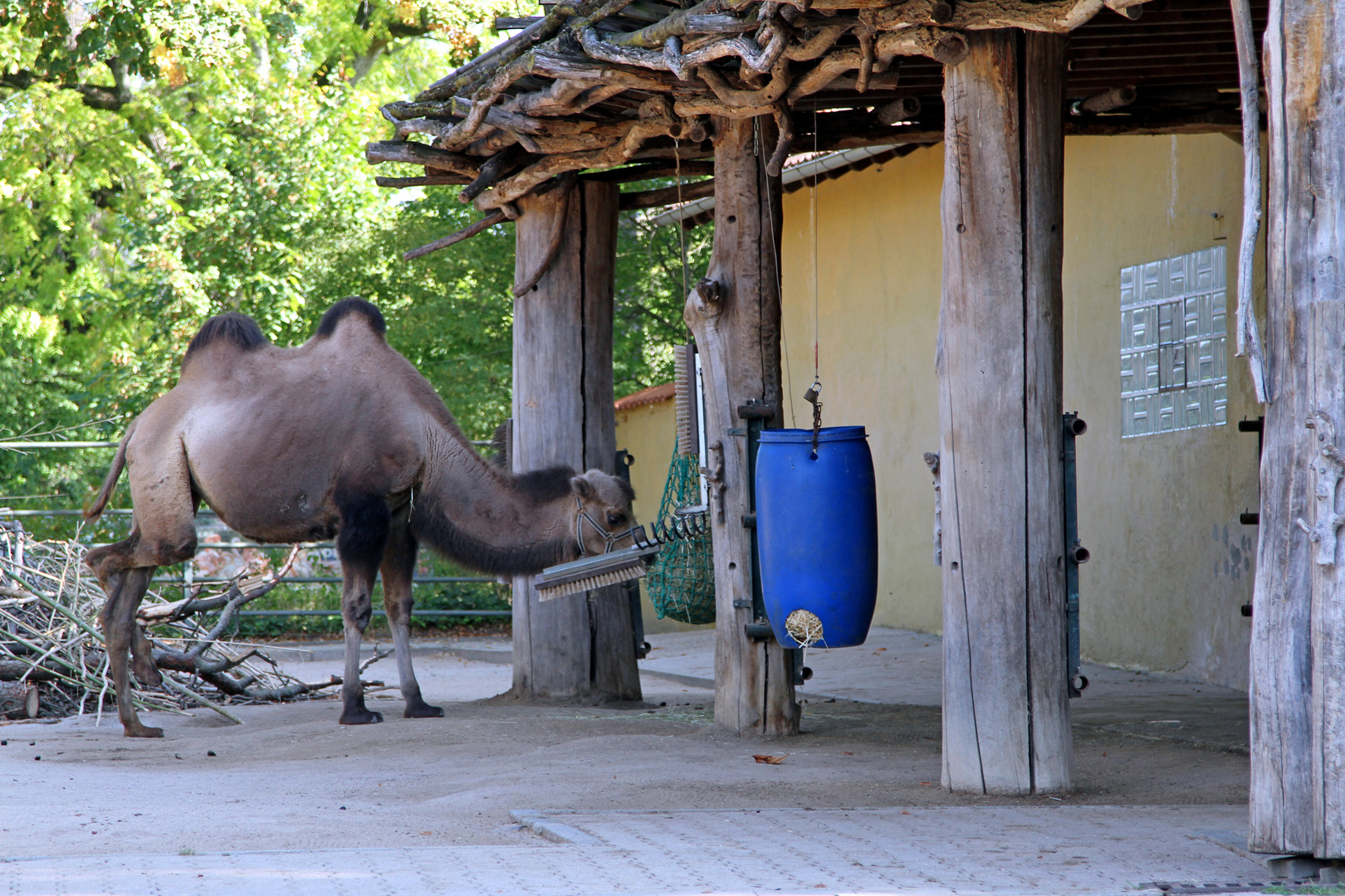 Kamel an der Futterstelle im Zoo Heidelberg 