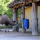 Kamel an der Futterstelle im Zoo Heidelberg 