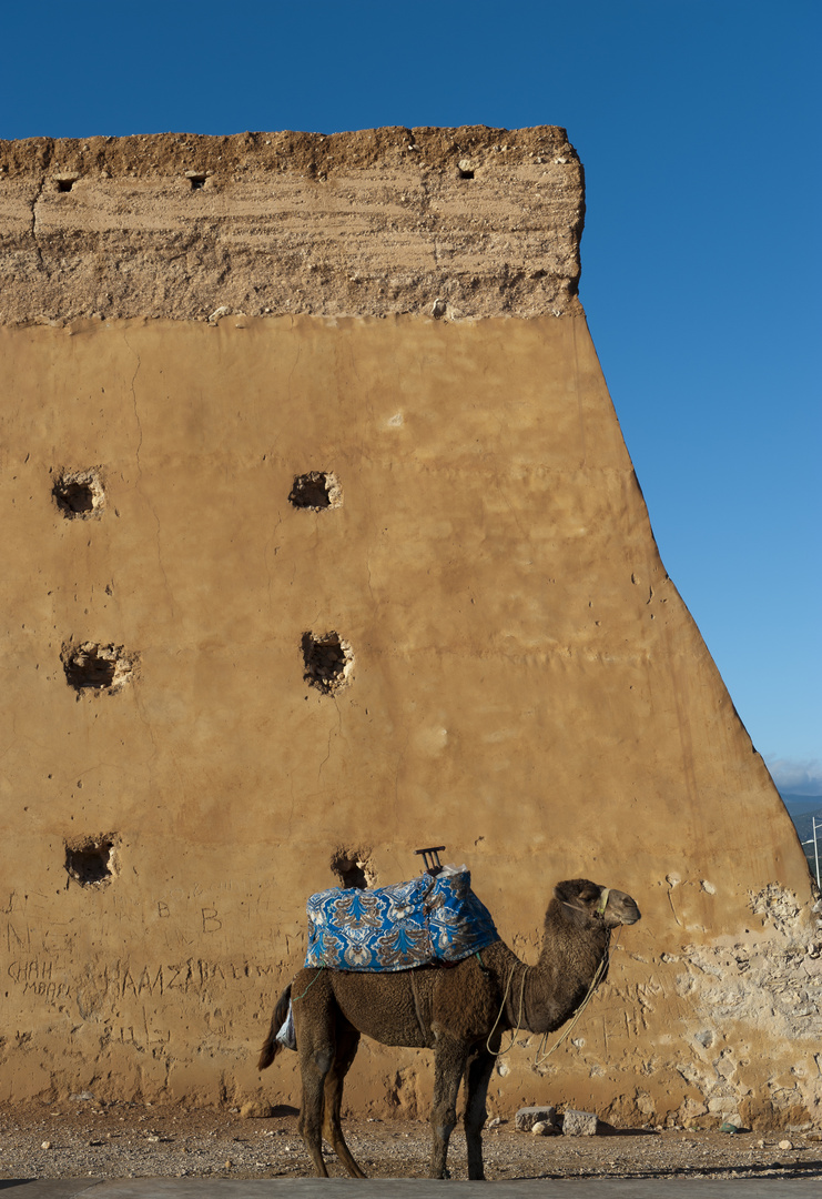 Kamel auf der Kasbah von Agadir