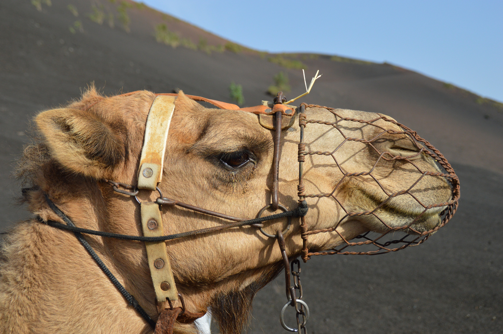 Kamel auf Lanzarote