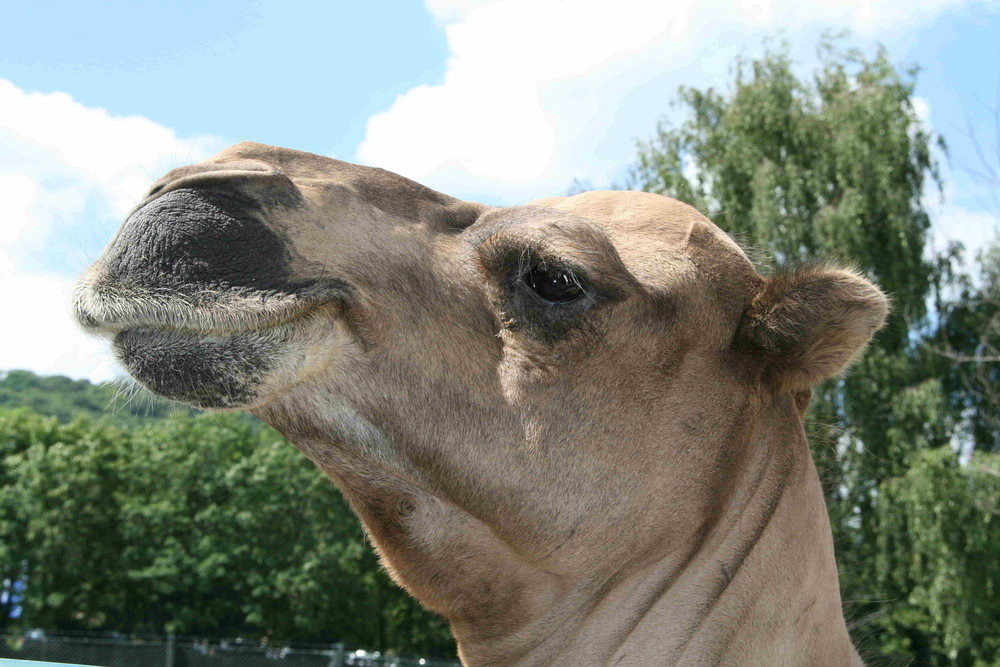 Kamel aus dem Opel Zoo Kronberg