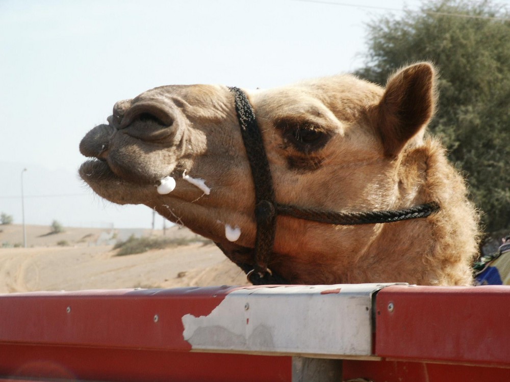 Kamel / Camel