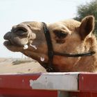 Kamel / Camel