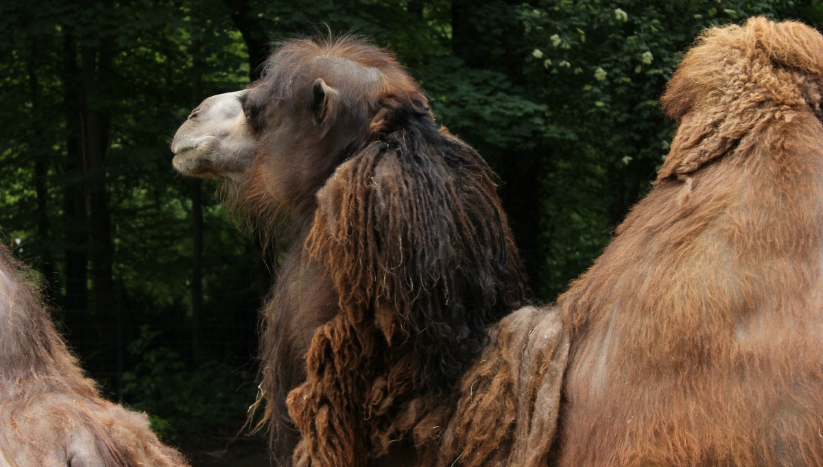 Kamel – Dortmunder Zoo.