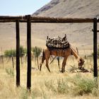 Kamel gesattelt Namibia c21-1495-col +Fotos