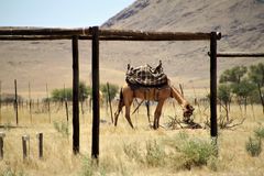 Kamel gesattelt Namibia c21-1495-col +Fotos