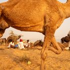 Kamel Hirten auf der Pushkar Camel Fair Rajasthan