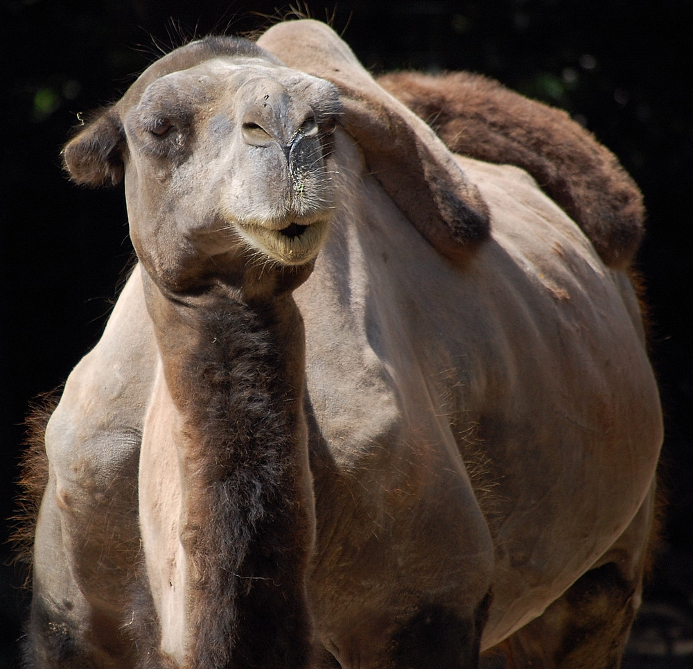 Kamel im Dortmunder Zoo