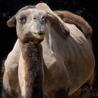 Kamel im Dortmunder Zoo