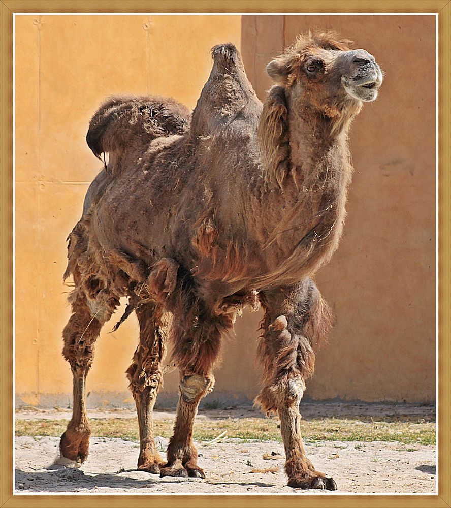 Kamel im Fellwechsel Foto & Bild natur, zoo, tiere Bilder auf
