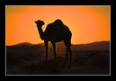Kamel im Gegenlicht von Dionys Moser