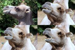Kamel im Kölner Zoo (2)
