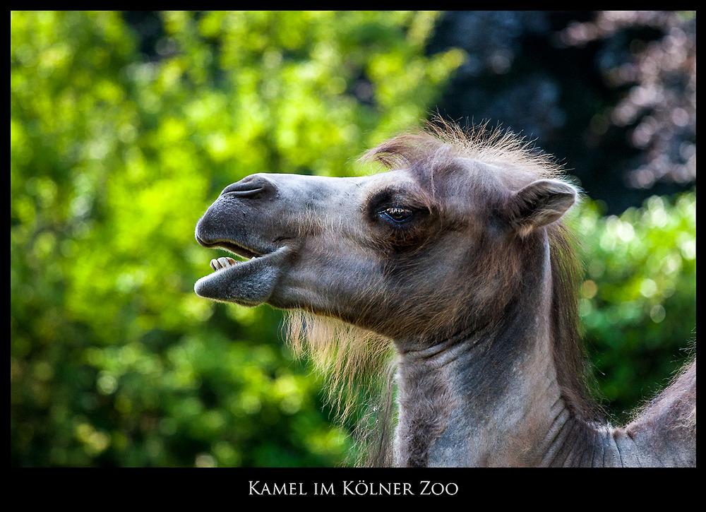 Kamel im Kölner Zoo