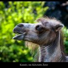 Kamel im Kölner Zoo