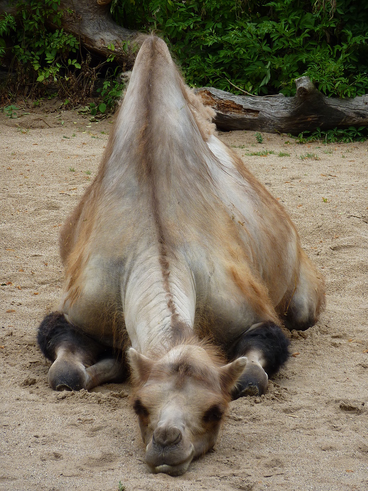 Kamel im Kölner Zoo beim Mittagsschlaf