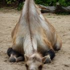 Kamel im Kölner Zoo beim Mittagsschlaf