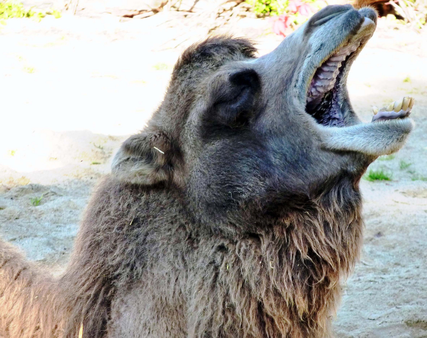 Kamel im Kölner Zoo