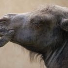 Kamel im Profil