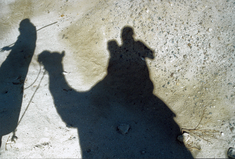 KAMEL im Schatten der Wüstensonne