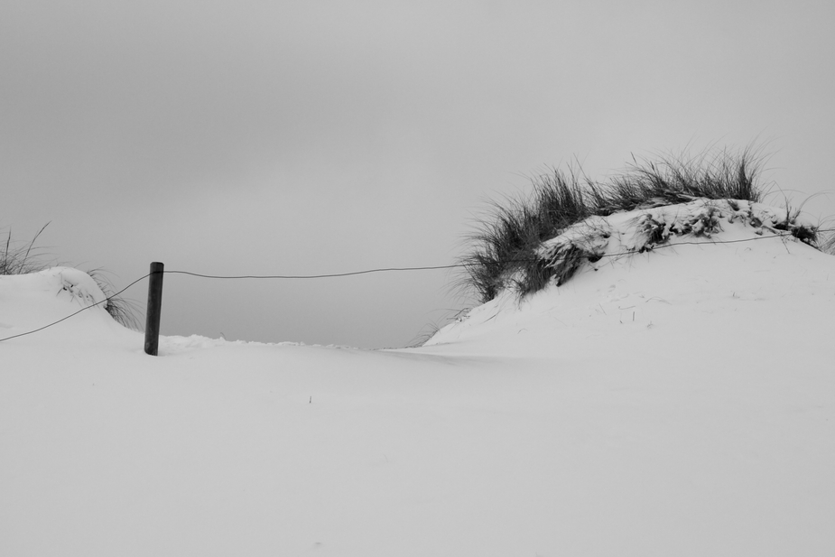 Kamel im Schnee