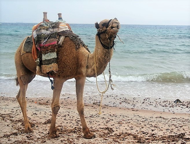 Kamel im Urlaub