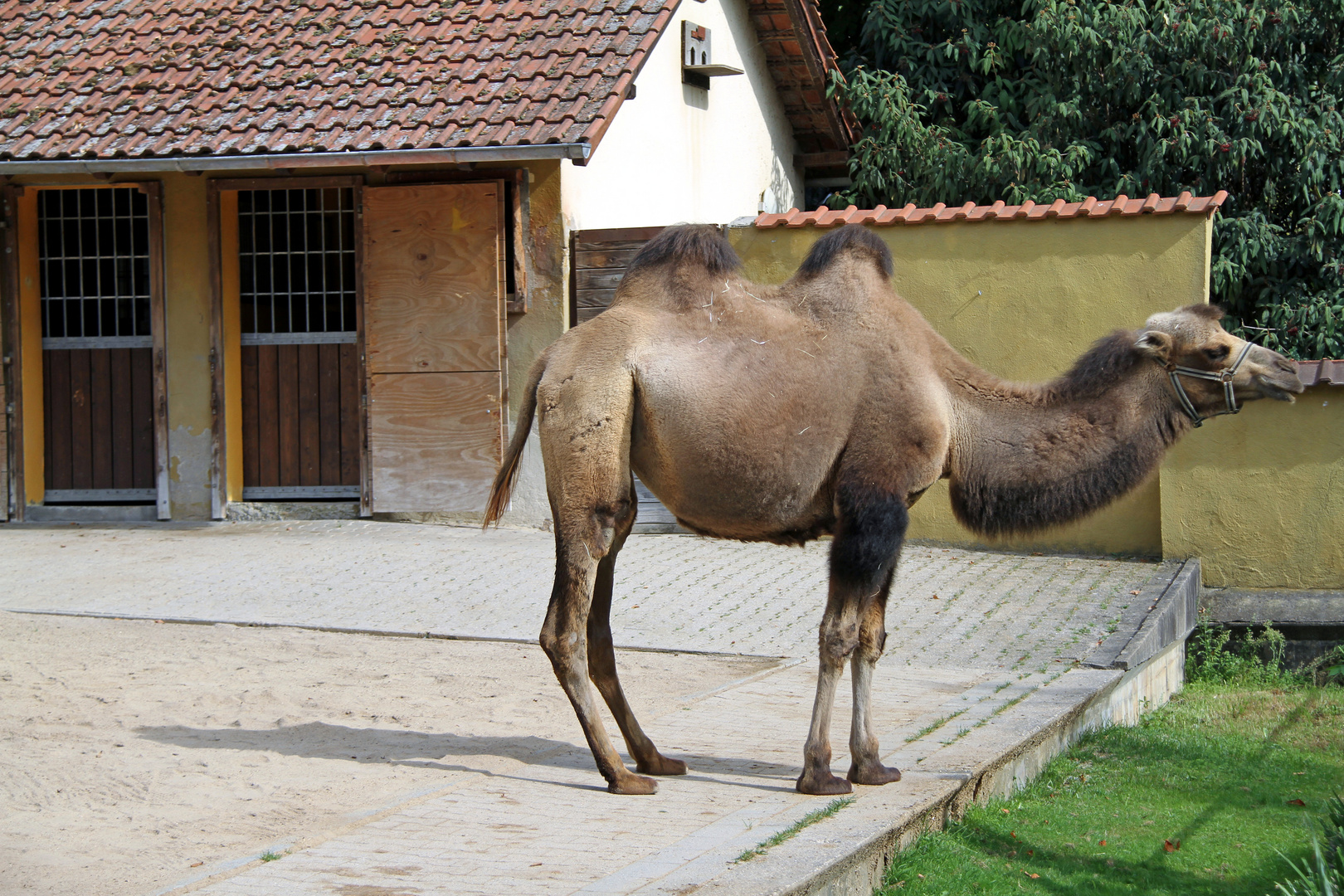 Kamel im Zoo Heidelberg