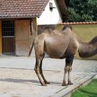Kamel im Zoo Heidelberg