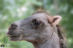 Kamel im Zoo Osnabrück