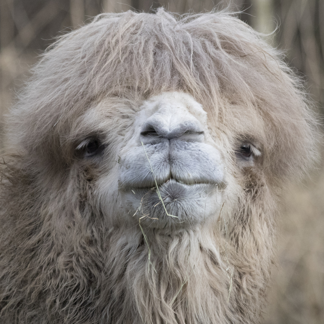 Kamel im ZooParc Overloo / NL