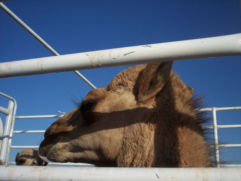 Kamel in Al Ain, Abu Dhabi