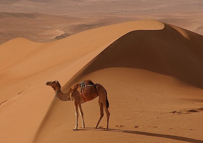 Kamel in den Wahiba Sands - Oman