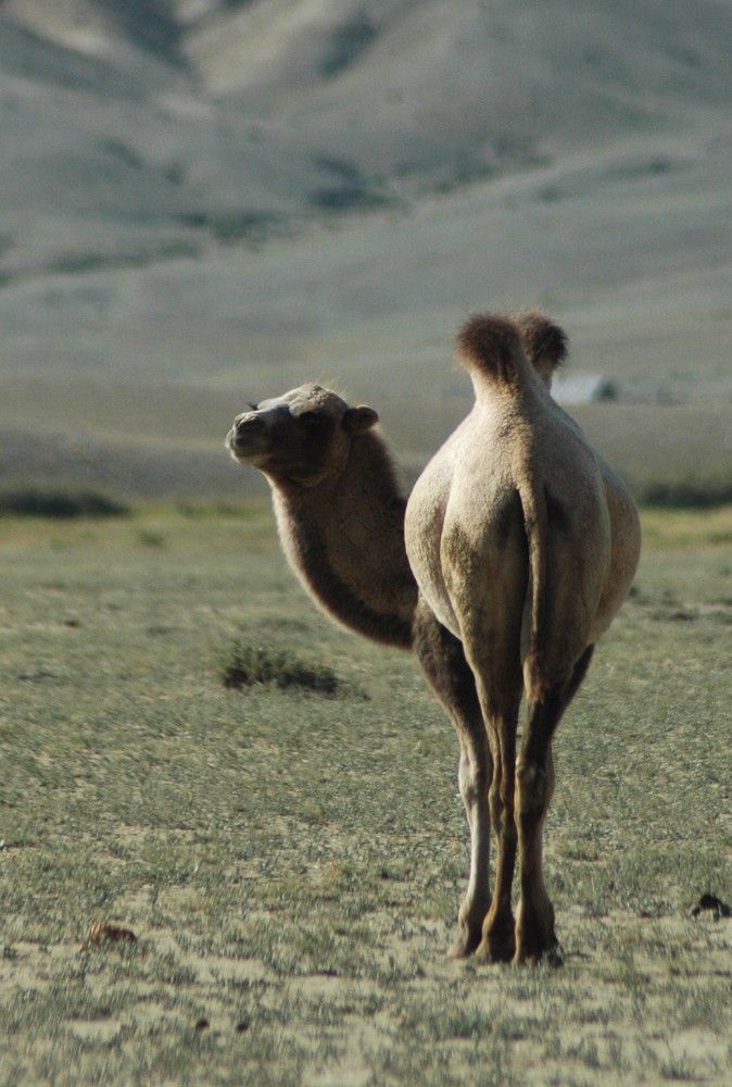 Kamel in der Chuya Steppe