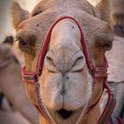 Kamel in der Nabatäerstadt Petra (Jordanien)