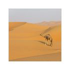 Kamel in der Rub al-Chali