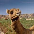 Kamel in der Wadi, Mirbat Oman