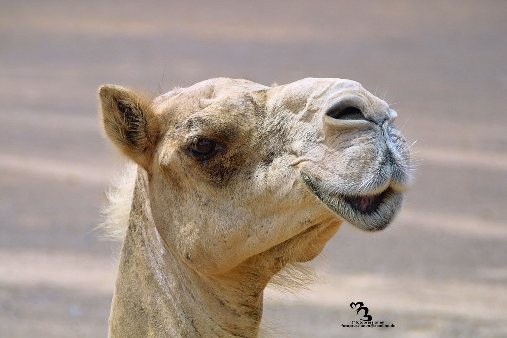 Kamel in der Wüste Dubai