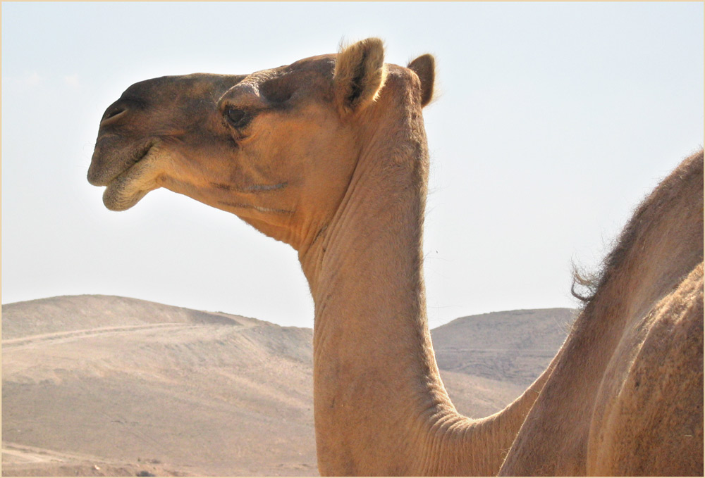 Kamel in der Wüste Juda