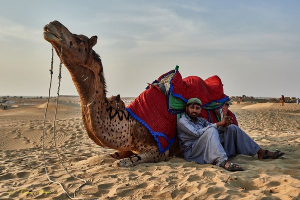 Kamele In Der Wuste Bilder