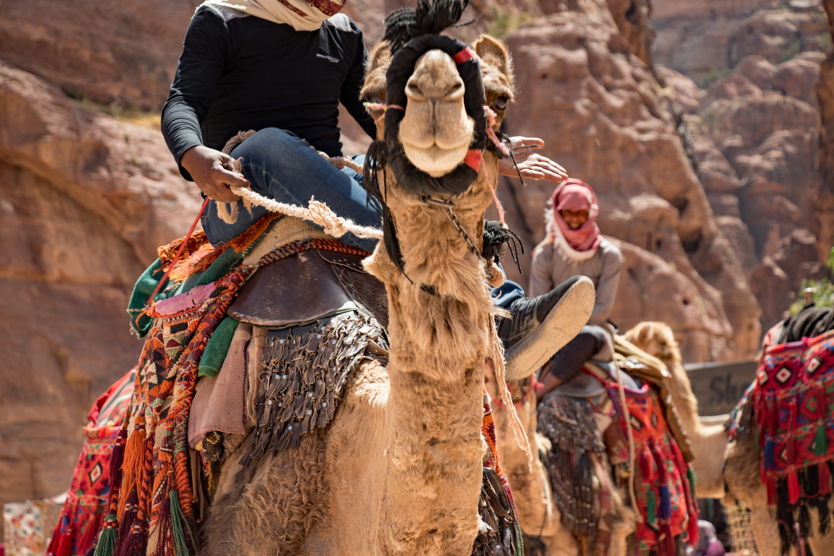 Kamel in Petra Jordanien