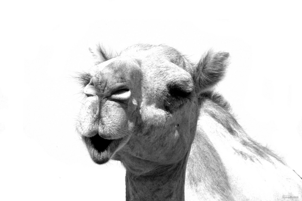 Kamel in UAE 2007 von Elmar Dienst