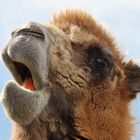 Kamel knabbert Möhrchen
