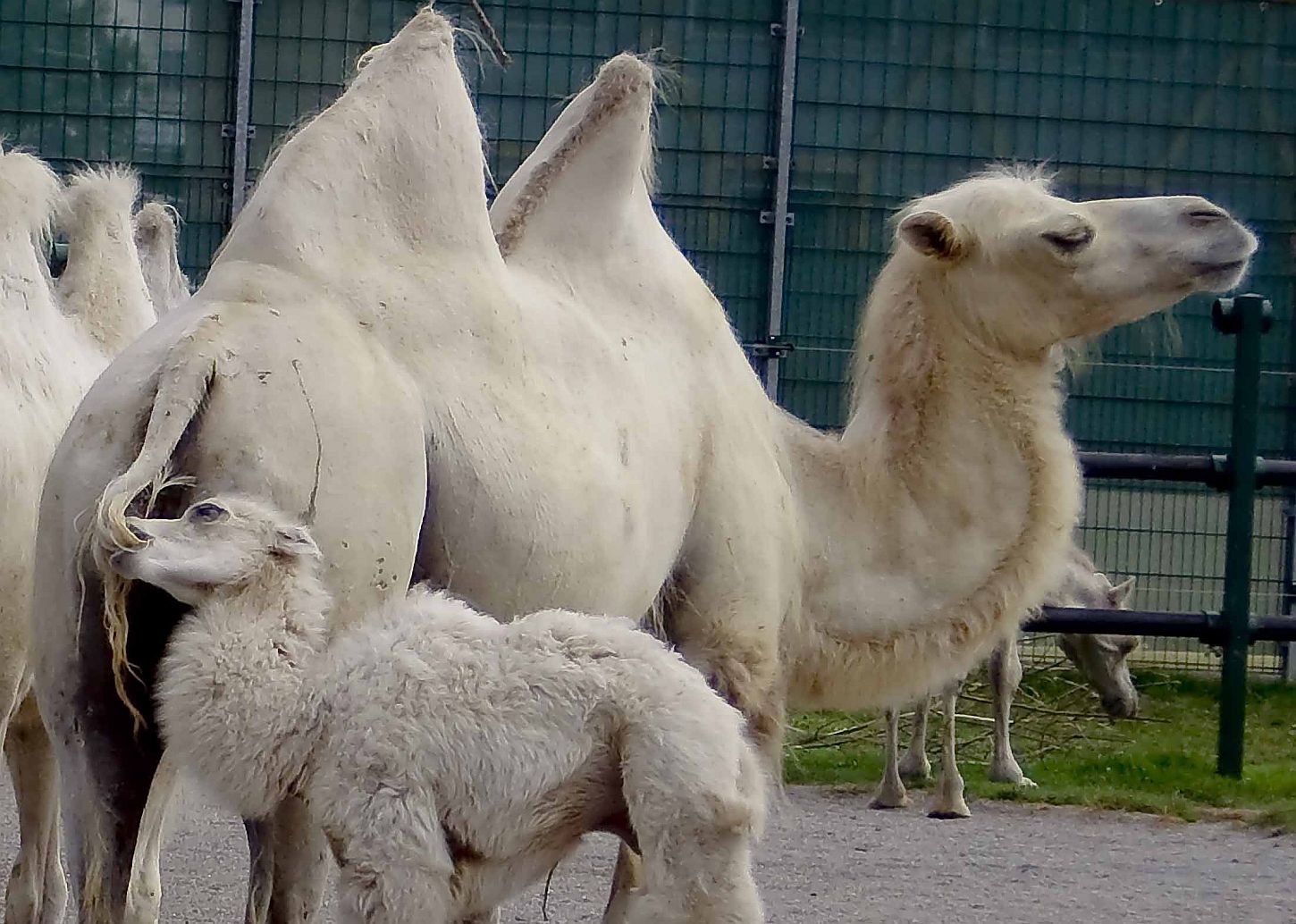 Kamel mit Nachwuchs Foto & Bild | tiere, natur Bilder auf fotocommunity