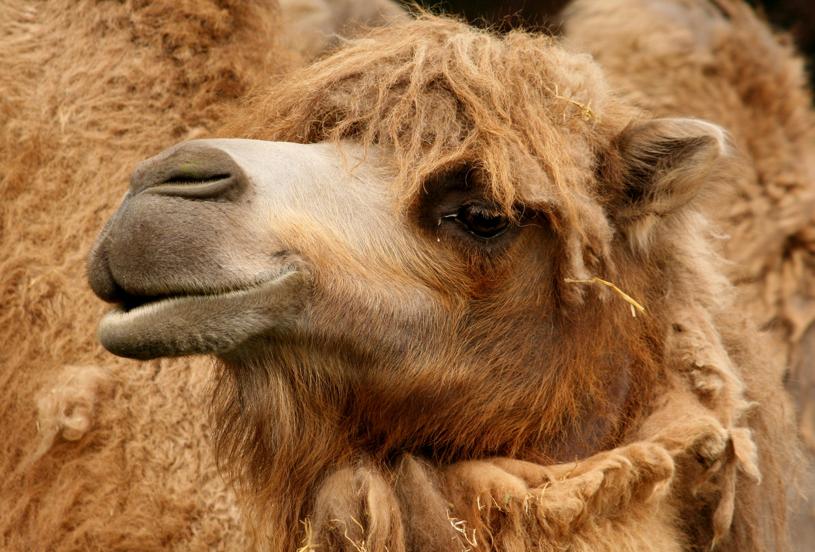 Kamel mit Winterfrisur im Kölner Zoo