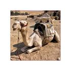 Kamel-Quadratur, ägyptisch