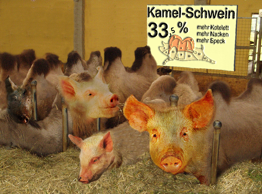 Kamel-Schwein