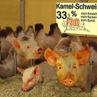 Kamel-Schwein